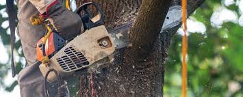 Best Stump Grinding and Removal  in Los Chaves, NM