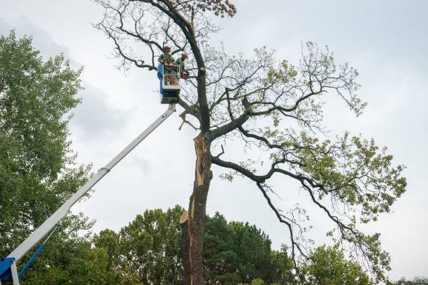 How Our Tree Care Process Works  in  Los Chaves, NM