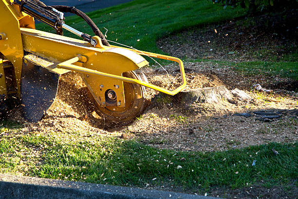 Best Tree Risk Assessment  in Los Chaves, NM